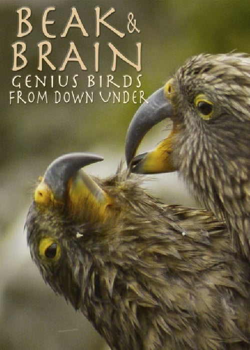Beak & Brain - Genius Birds from Down Under - Movie Poster Beak & Brain - Genius Birds from Down Under - Movie Poster