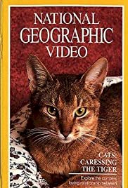 Cats: Caressing The Tiger - Movie Poster Cats: Caressing The Tiger - Movie Poster