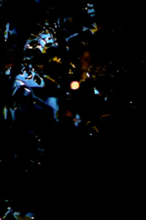 everyday star - Movie Poster everyday star - Movie Poster