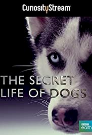 Secret Life of Dogs - Movie Poster Secret Life of Dogs - Movie Poster