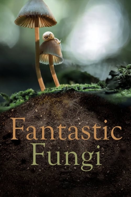 Fantastic Fungi - Movie Poster Fantastic Fungi - Movie Poster