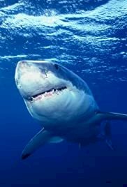 Great White Shark - Movie Poster Great White Shark - Movie Poster