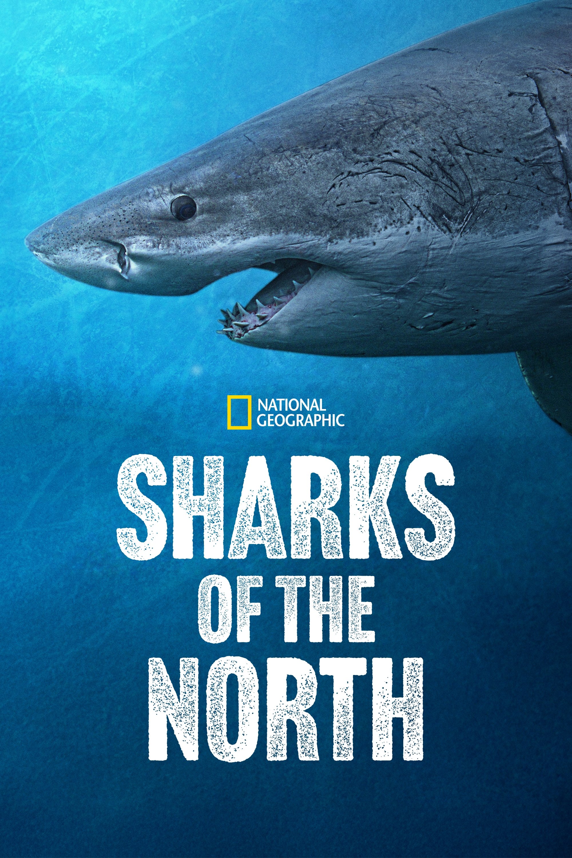Sharks of the North - Movie Poster Sharks of the North - Movie Poster
