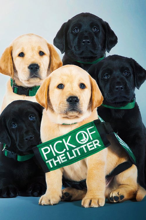Pick of the Litter - Movie Poster Pick of the Litter - Movie Poster