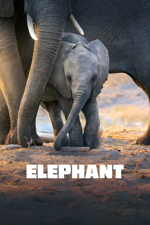 Elephant - Movie Poster Elephant - Movie Poster
