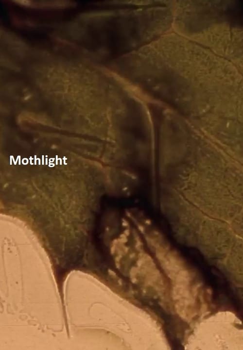Mothlight - Movie Poster