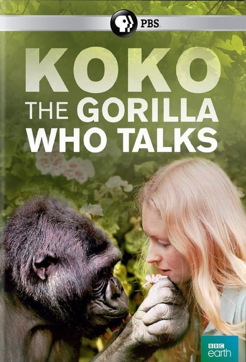 Koko: The Gorilla Who Talks to People - Movie Poster Koko: The Gorilla Who Talks to People - Movie Poster