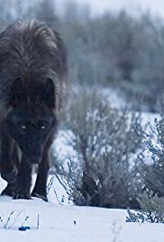 The Rise of Black Wolf - Movie Poster The Rise of Black Wolf - Movie Poster
