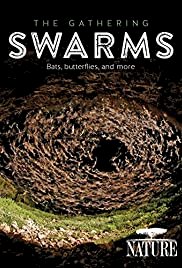 The Gathering Swarms - Movie Poster The Gathering Swarms - Movie Poster