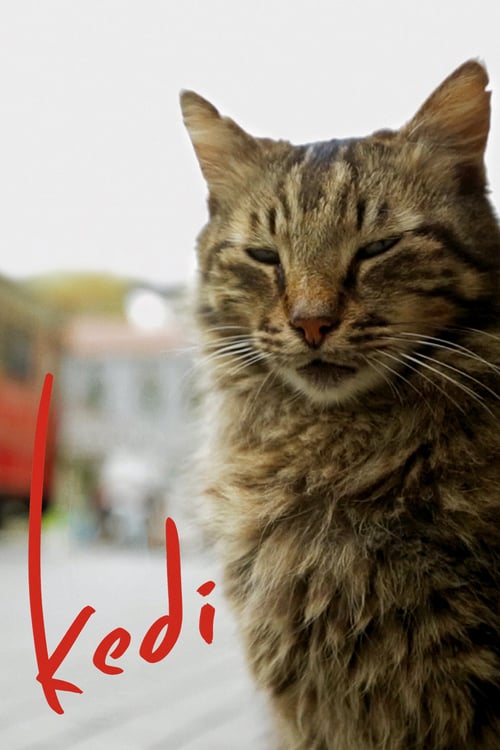 Kedi - Movie Poster Kedi - Movie Poster