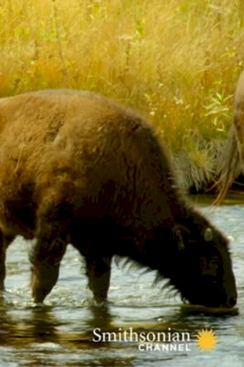 The Last Buffalo - Movie Poster The Last Buffalo - Movie Poster