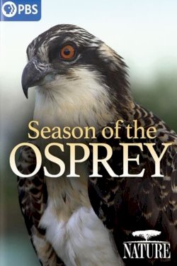 Season of the Osprey - Movie Poster Season of the Osprey - Movie Poster
