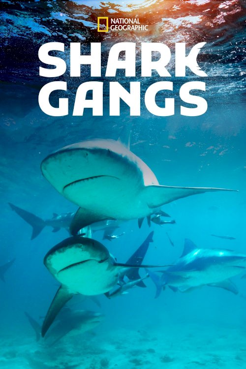 Shark Gangs - Movie Poster Shark Gangs - Movie Poster