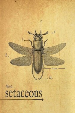 Setaceous - Movie Poster Setaceous - Movie Poster