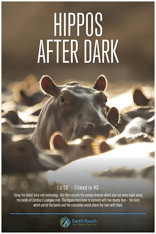 Hippos after Dark - Movie Poster Hippos after Dark - Movie Poster