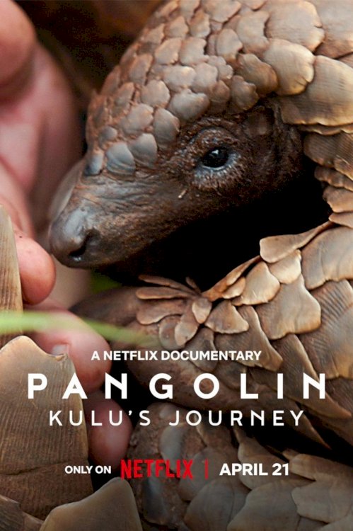 Pangolin: Kulu's Journey - Movie Poster Pangolin: Kulu's Journey - Movie Poster