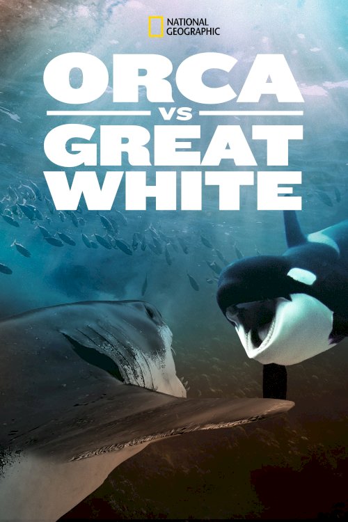 Orca Vs. Great White - Movie Poster Orca Vs. Great White - Movie Poster