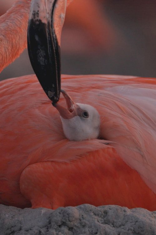 Flamingos: Life After the Meteorite - Movie Poster