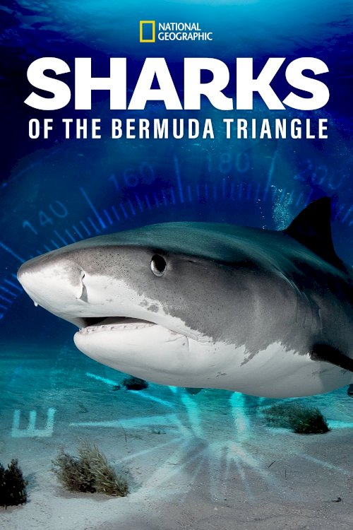 Sharks of the Bermuda Triangle - Movie Poster Sharks of the Bermuda Triangle - Movie Poster