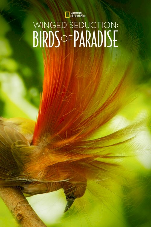 Winged Seduction: Birds of Paradise - Movie Poster Winged Seduction: Birds of Paradise - Movie Poster