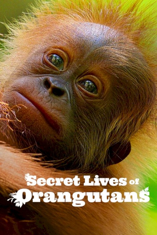 Secret Lives of Orangutans - Movie Poster Secret Lives of Orangutans - Movie Poster