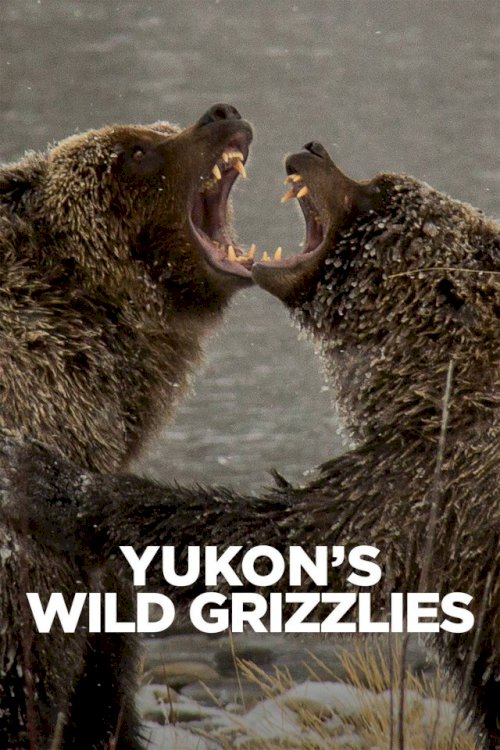 Yukon's Wild Grizzlies - Movie Poster Yukon's Wild Grizzlies - Movie Poster