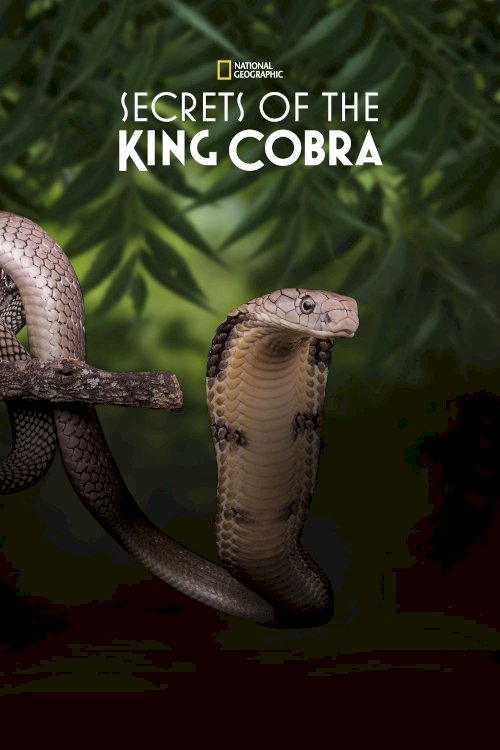 Secrets of the King Cobra - Movie Poster Secrets of the King Cobra - Movie Poster