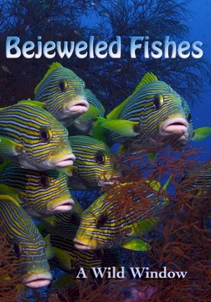 Wild Window: Bejeweled Fishes - Movie Poster Wild Window: Bejeweled Fishes - Movie Poster