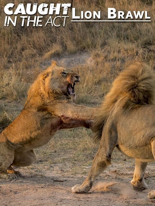 Caught in the Act: Lion Brawl - Movie Poster Caught in the Act: Lion Brawl - Movie Poster