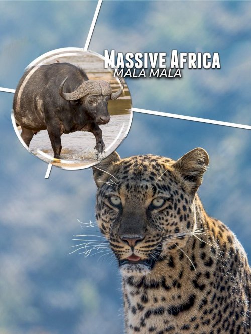 Massive Africa: Mala Mala - Movie Poster Massive Africa: Mala Mala - Movie Poster