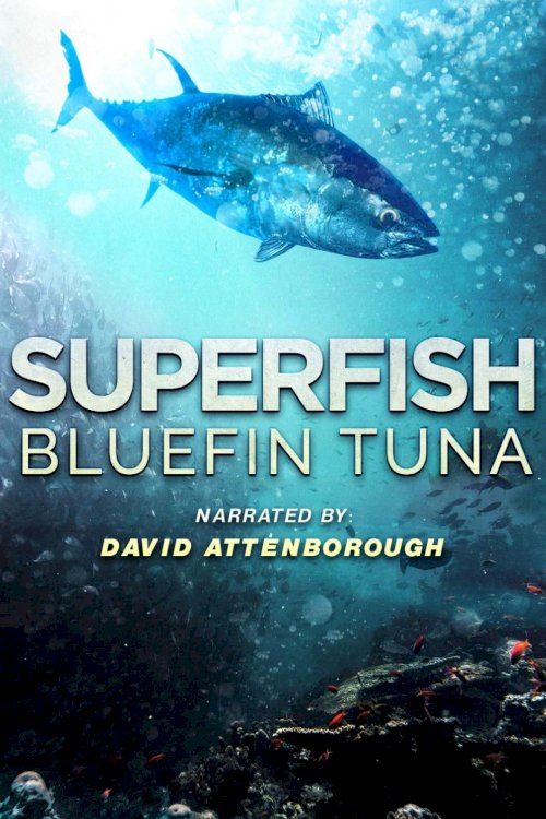 Superfish: Bluefin Tuna - Movie Poster Superfish: Bluefin Tuna - Movie Poster
