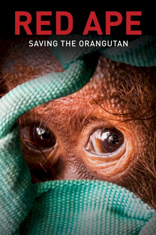 Red Ape: Saving the Orangutan - Movie Poster Red Ape: Saving the Orangutan - Movie Poster