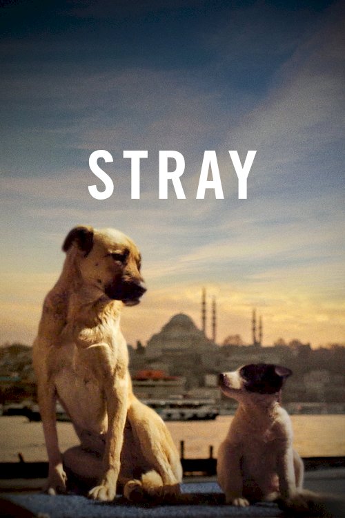 Stray - Movie Poster Stray - Movie Poster
