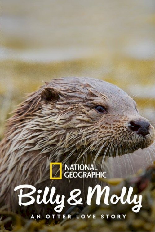 Billy & Molly: An Otter Love Story - Movie Poster Billy & Molly: An Otter Love Story - Movie Poster