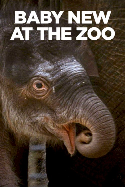 Baby New at the Zoo - Movie Poster Baby New at the Zoo - Movie Poster