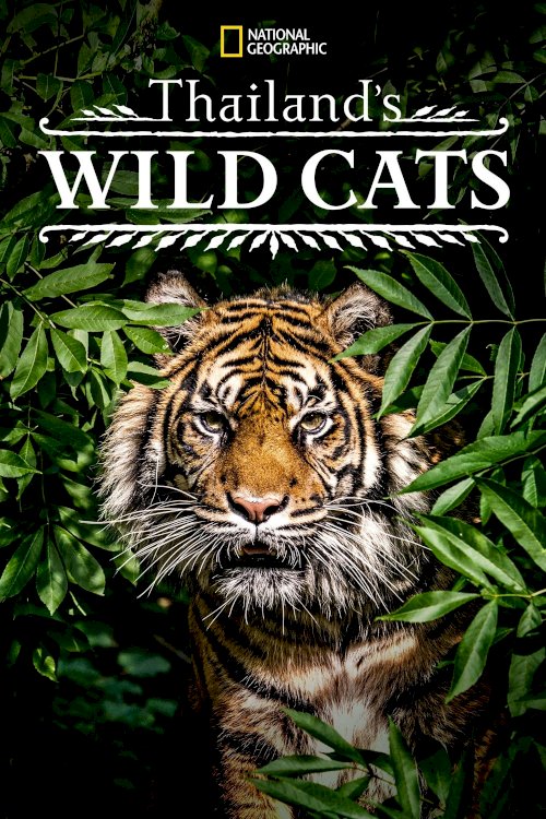 Thailand's Wild Cats - Movie Poster Thailand's Wild Cats - Movie Poster