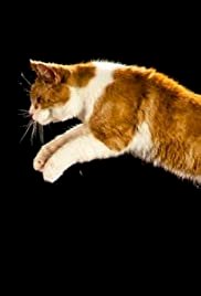 The Story of Cats