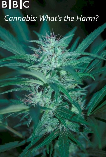 Cannabis: What's the Harm?