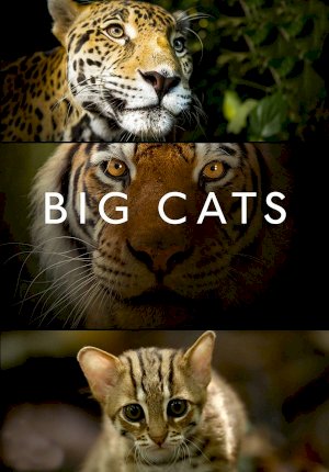 Big Cats