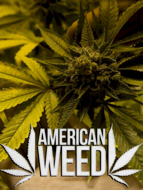 American Weed