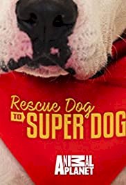Rescue Dog to Super Dog