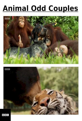 Animal Odd Couples