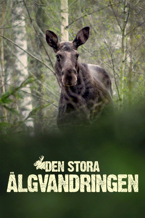 Den Stora Älgvandringen